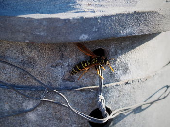 Close-up of insect