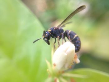 Close-up of insect on leaf