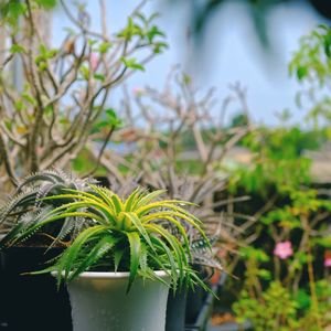 Close-up of potted plant