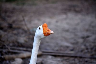 Close-up of a bird