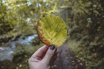 Cropped hand holding autumn leaf at forest