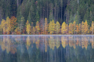 Scenic view of forest during autumn