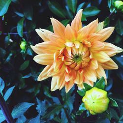 Close-up of yellow flower