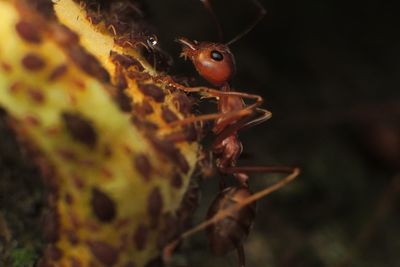 Close-up of insect
