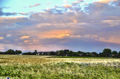 Scenic view of agricultural field against sky during sunset