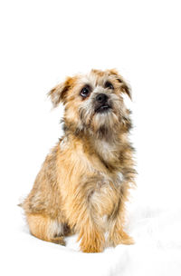Close-up of puppy sitting against white background