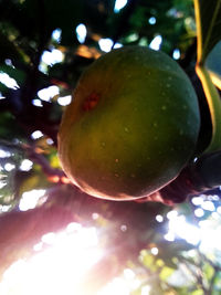 Close-up of apple on tree