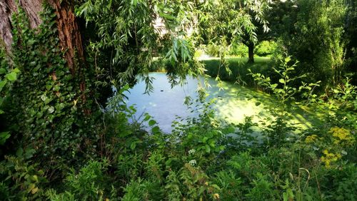 Reflection of trees in lake