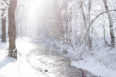 Snow covered bare trees in forest