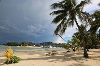 Palm trees on beach against sky