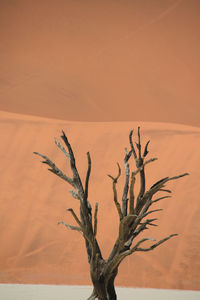 Bare tree on sand dunes against sky
