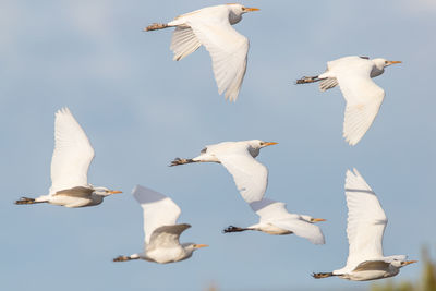 Low angle view of seagulls flying against sky