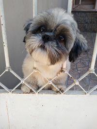 Portrait of cute dog against fence