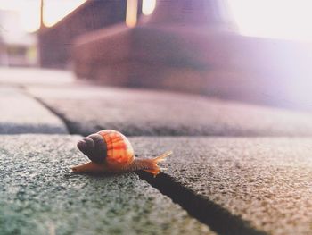 Close-up of snail on white surface