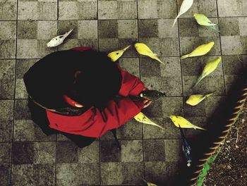 High angle view of woman with birds on walkway