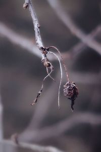 Close-up of frozen plant