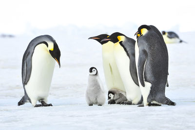 View of birds on snow