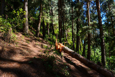 Trees in forest