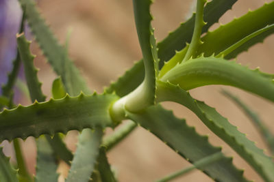 aloe