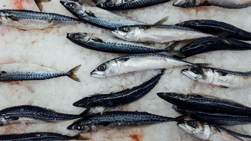 Close-up of fish for sale in market