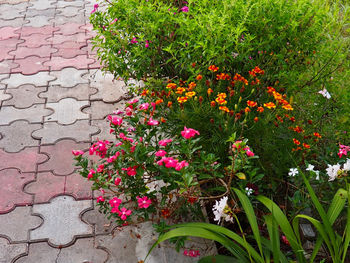Close-up of pink flowers blooming in park