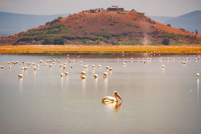 A flock of lesser flamingos and at enkongo narok swamp at amboseli national park in kenya