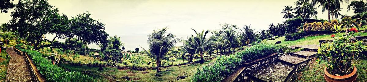 Panoramic view of trees