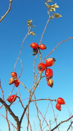 Low angle view of red berries on tree against sky