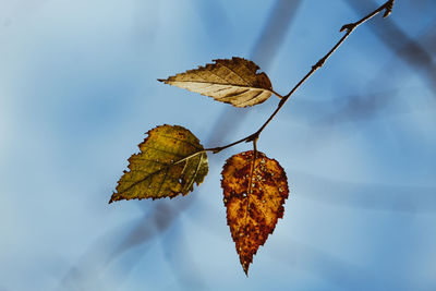 Close-up of dried leaf on branch against blurred background