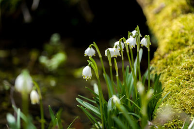 Close-up of white flowering plant