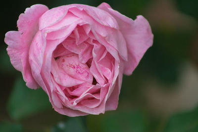 Close-up of pink rose blooming outdoors