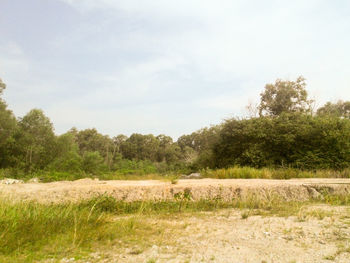 Trees on field against cloudy sky