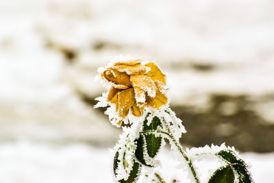 Close-up of yellow flower on plant during winter