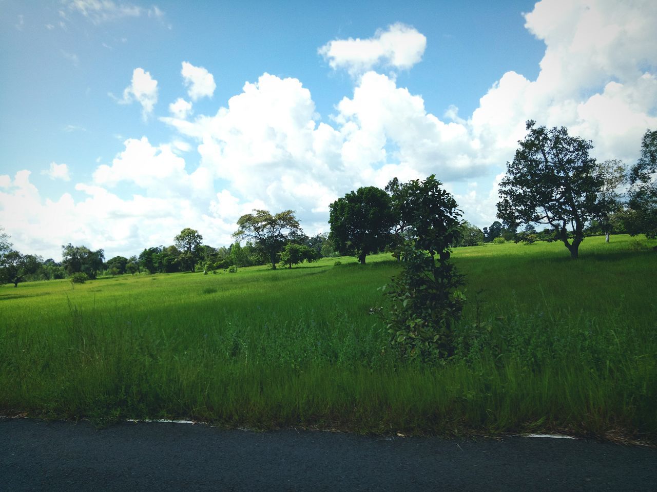 tree, tranquility, nature, landscape, tranquil scene, beauty in nature, field, green color, sky, scenics, grass, growth, agriculture, green, no people, day, outdoors, rural scene, scenery, blue sky