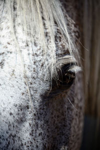 Close-up of a horse