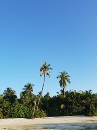 Palm trees by sea against clear blue sky