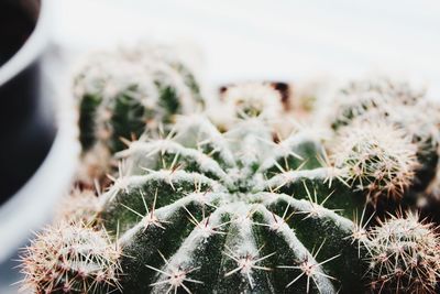 Close-up of cactus growing in pot