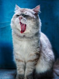 Close-up of cat yawning