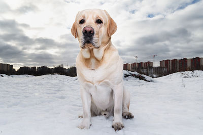 Portrait of a dog on snow