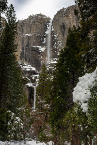 View of waterfall through snow covered trees