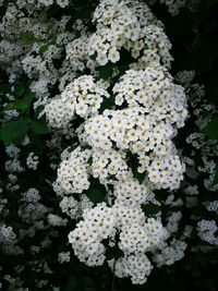 Close-up of white flowering plants in park