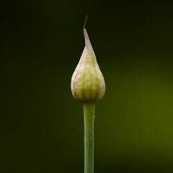 Close-up of flower over black background