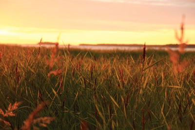 Plants growing on field at sunset