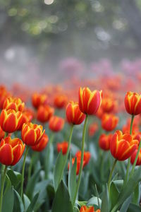Close-up of orange flowering plants