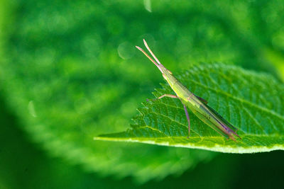 Close-up of insect on leaf