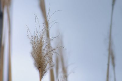 Close-up of dried grass against sky