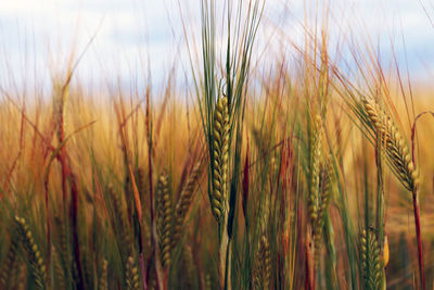 Close-up of wheat growing on field against sky