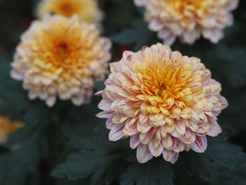 Close-up of orange dahlia