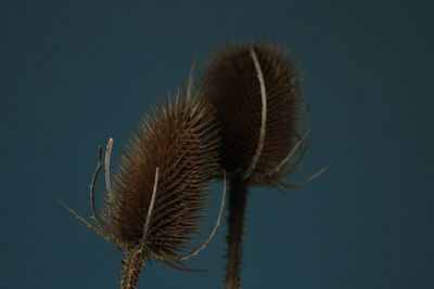 Close-up of thistle against clear sky