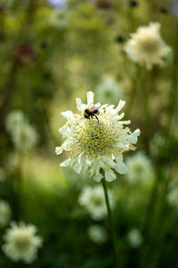 Close-up of insect on flower